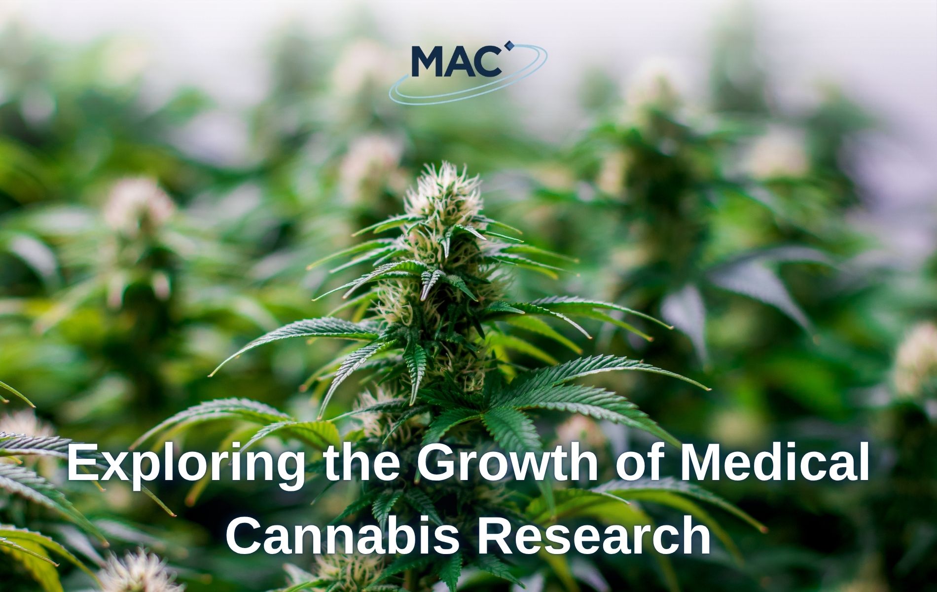 Exploring the Growth of Medical Cannabis Research